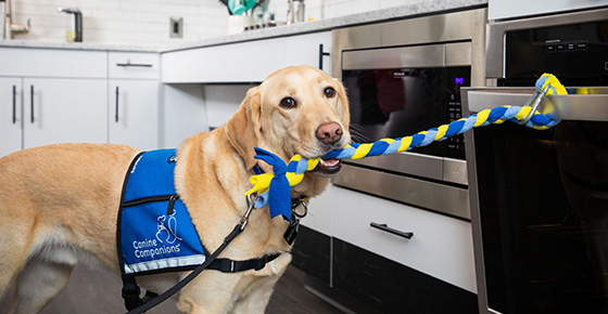 A facility dog uses a rope to open an oven.