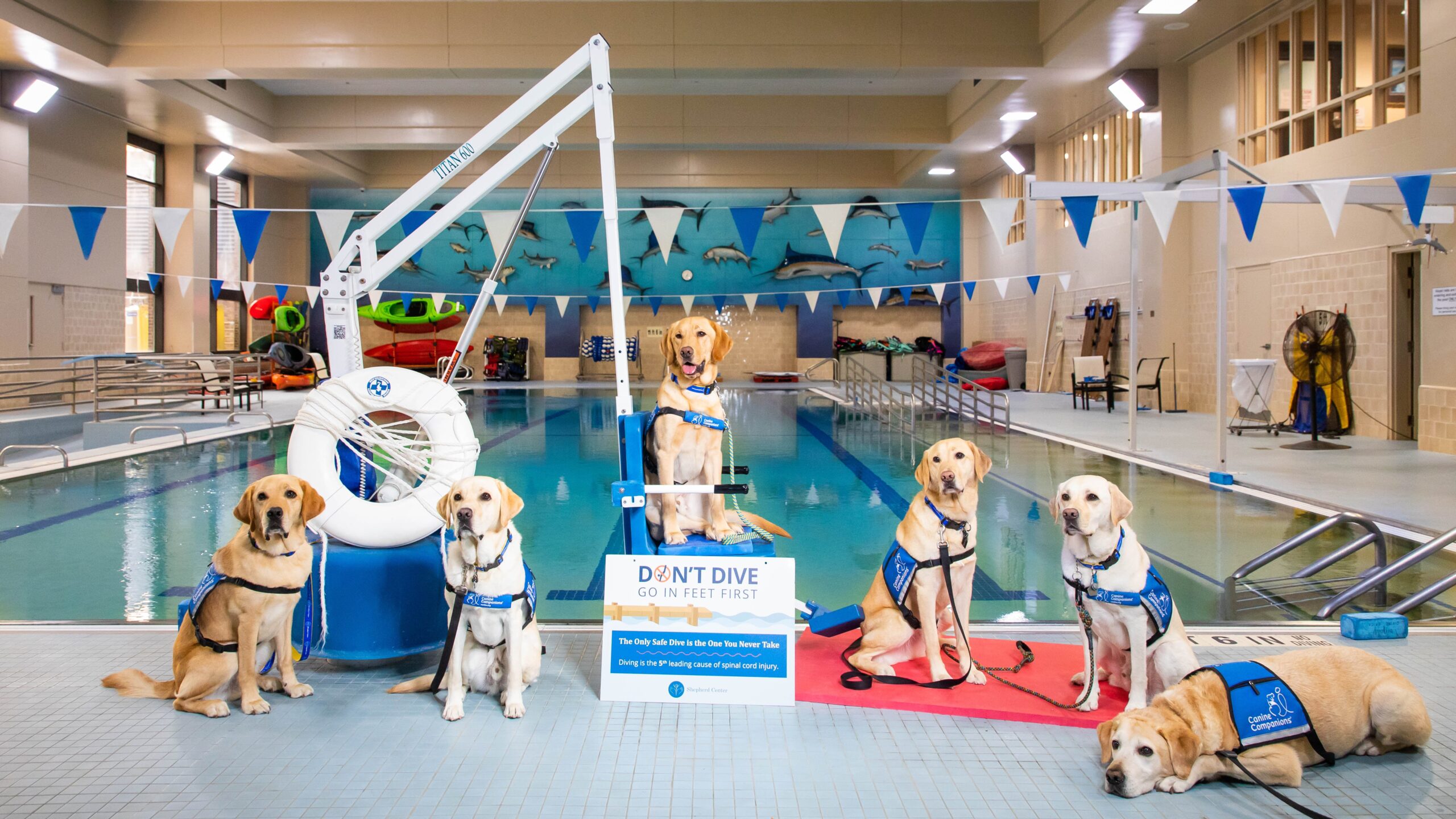 Six Shepherd facility dogs pose by the pool next to a sign that says 