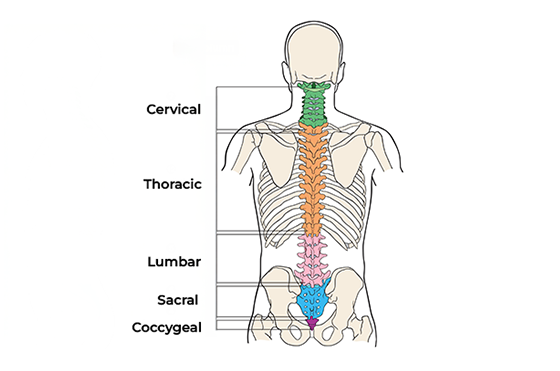 Diagram of the human spine showing different vertebrae sections: cervical (green, 7 bones), thoracic (orange, 12), lumbar (pink, 5), sacral (purple, 5 fused bones), and coccygeal (blue, 4 fused bones), overlaid on a skeletal silhouette.
